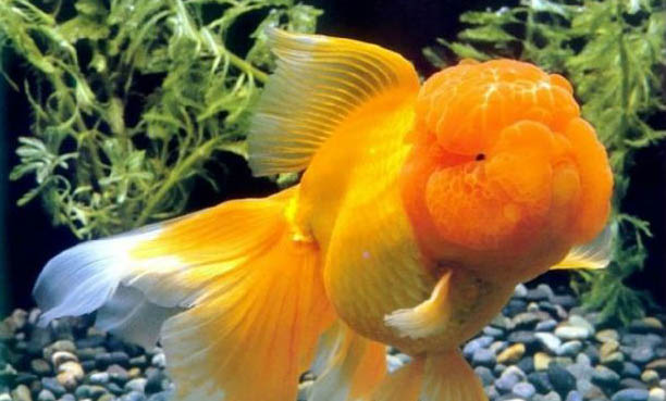 夏天家庭養(yǎng)魚怎么樣避暑啊