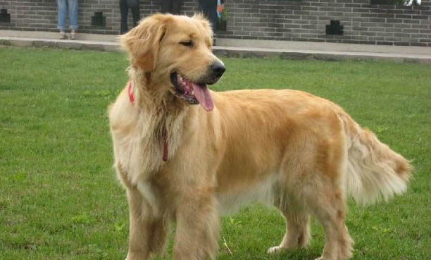 金毛犬幼犬一般多久打一次疫苗