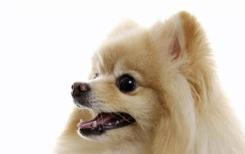 小狗狗怎么驅蟲體外