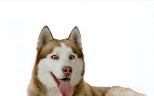 狗狗冠狀病毒多久能好