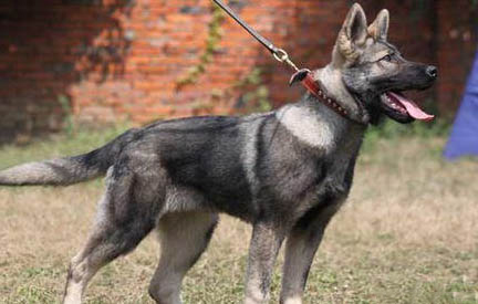 昆明犬細小病原是什么？如何處理和注意事項？