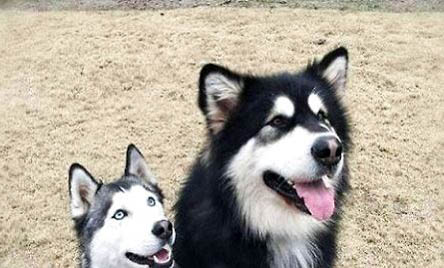阿拉斯加犬喂養知識