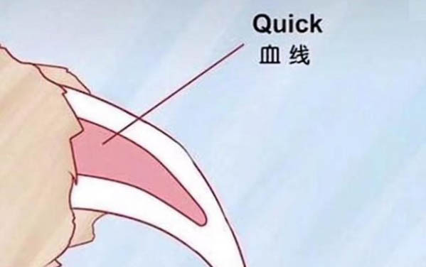 狗狗能吃生雞蛋嗎