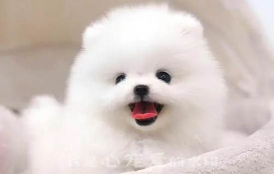 茶杯犬怎么飼養?