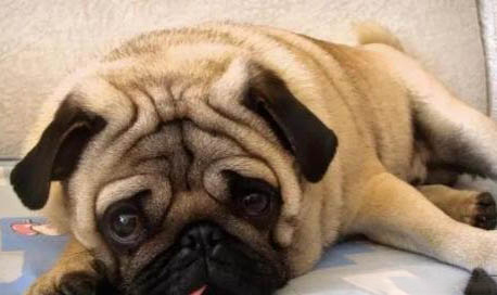 巴哥犬如何喂養(yǎng)