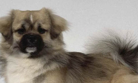 為什么狗狗之間喜歡互相咬