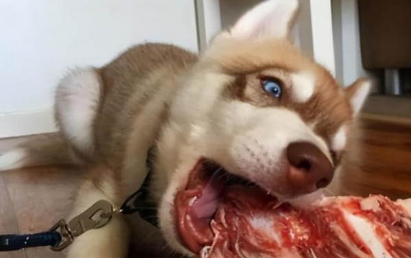 狗狗為什么吃完東西就吐了