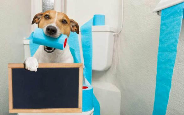 小狗狗得了犬瘟弱陽性要多久才好啊