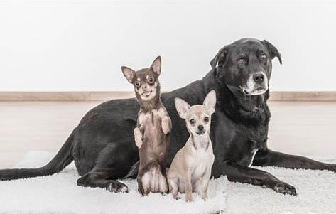 小鹿犬拉稀帶血的原因及處理方法