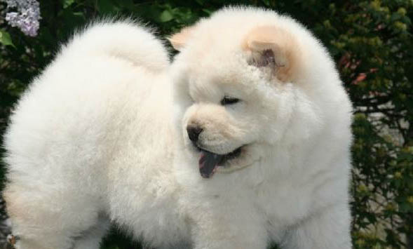松獅犬癲瘋怎么處理