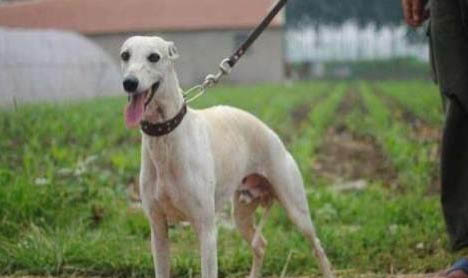 惠比特犬訓練方法