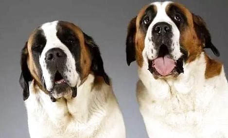 圣伯納犬一個(gè)月怎么喂養(yǎng)