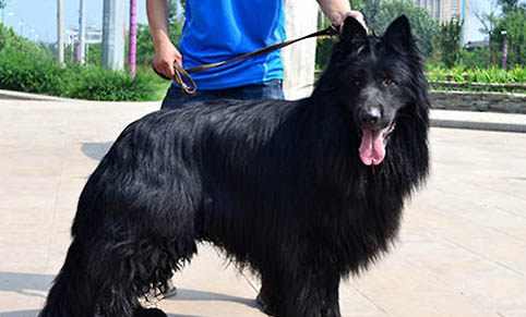 德國牧羊犬都有哪些品種