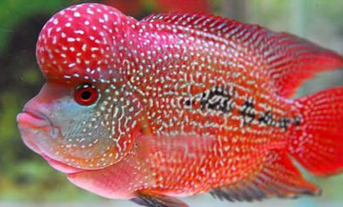 飼養珍珠羅漢魚應該多久換一次水?