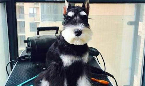 雪納瑞犬飼養方法和注意事項