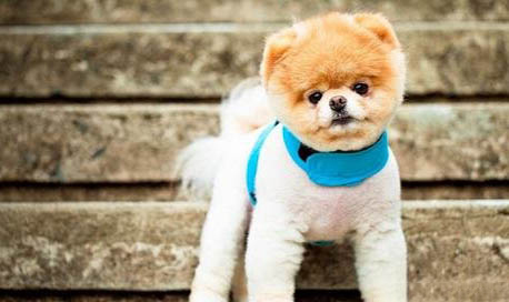 博美犬喜歡被抱嗎?