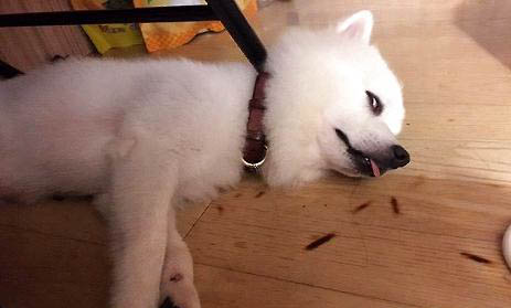 小狗臍帶剪短了老流血