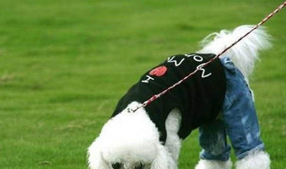 貴賓犬是不是只認(rèn)一個主人