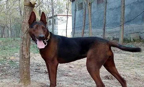 蘇聯紅犬怎么看純不純？