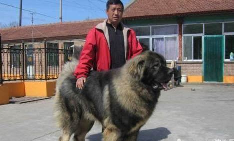 棉花面紗犬哪里有賣