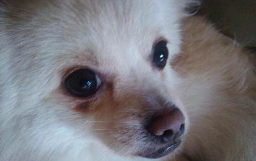 狗狗糞便偏稀可能的原因有哪些