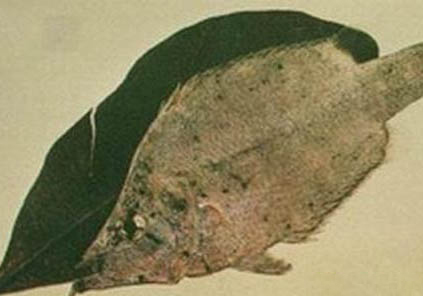養(yǎng)蘭壽金魚不用過濾可以嗎