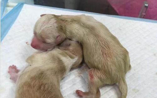 小狗感冒能自愈嗎