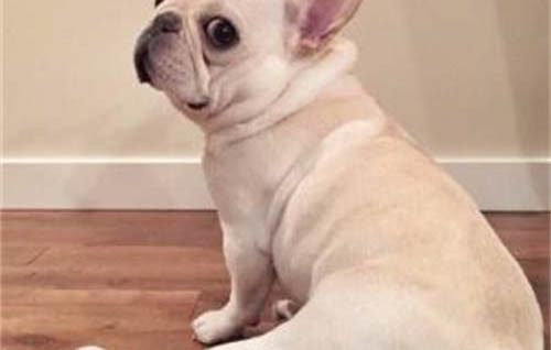 狗狗中暑后恢復的表現