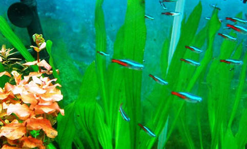 小魚缸適合養水草