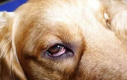 狗得了犬瘟熱加細小病毒一般能活多久