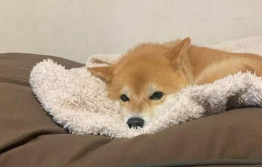 狗感冒會自己好嗎