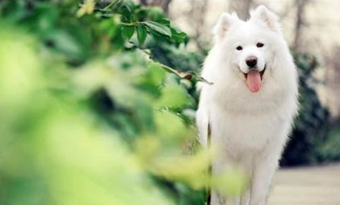 狗狗咬牽引繩怎么辦