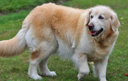 狗狗一般懷孕多少天生產