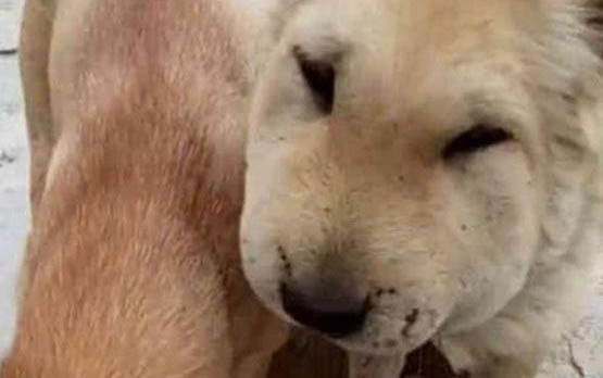 狗狗懷孕幾個月下崽
