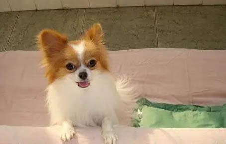 蝴蝶犬不能吃哪些東西