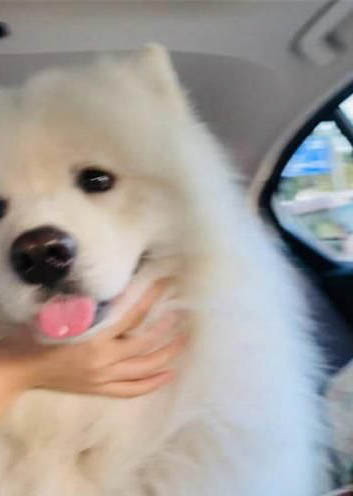 狗暈車都有哪些癥狀