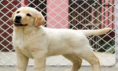 拉布拉多犬好養嗎