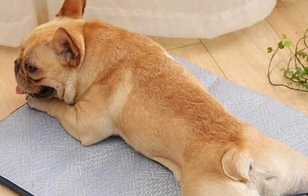 狗狗剛死可以買新狗嗎