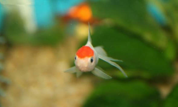早晚溫差大釣魚釣深還是淺