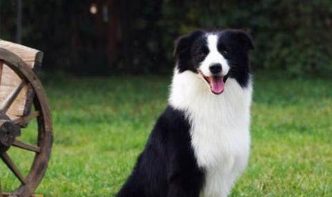 古代英國牧羊犬的壽命一般是多久