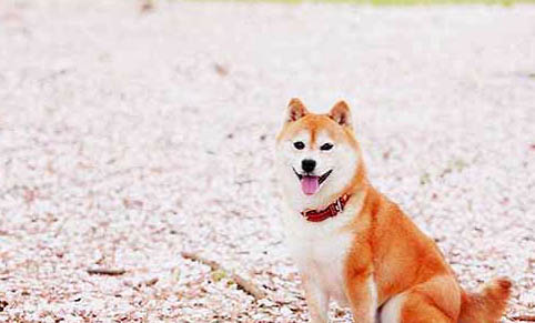 柴犬常見皮膚病及如何預(yù)防
