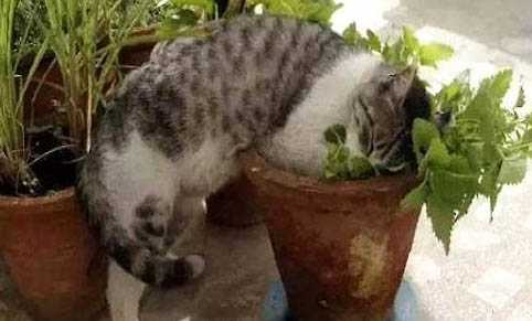 貓咪猝死的原因有哪些？