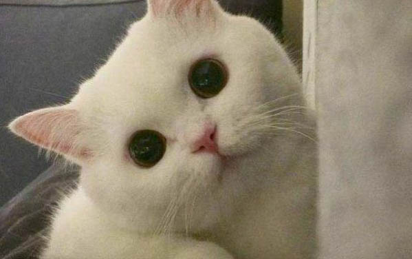 小貓鼻子干沒精神嗜睡的原因