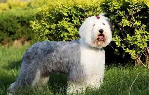 蘇格蘭牧羊犬流眼淚眼屎多是什么原因