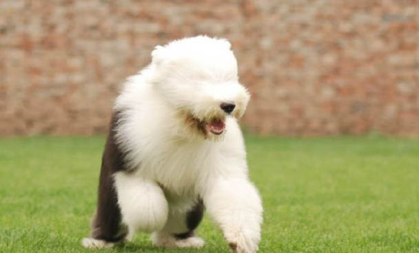 大型犬有哪些品種?