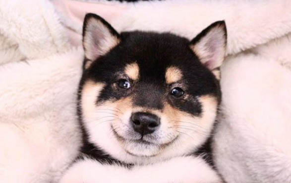 柴犬是日本的土狗嗎