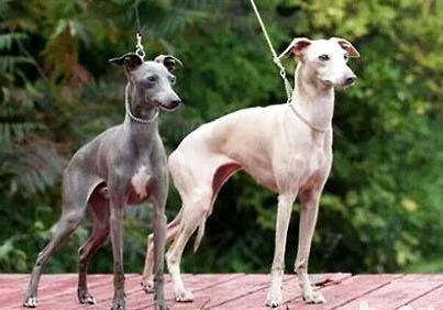 格力犬和惠比特哪個快