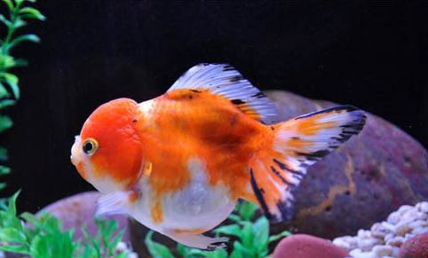 冬天金魚是不是需要加熱?