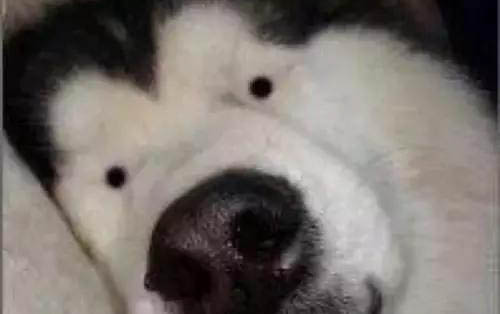 把貓咪眼睛打充血了