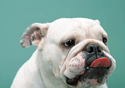 英國斗牛犬怎么喂養(yǎng)